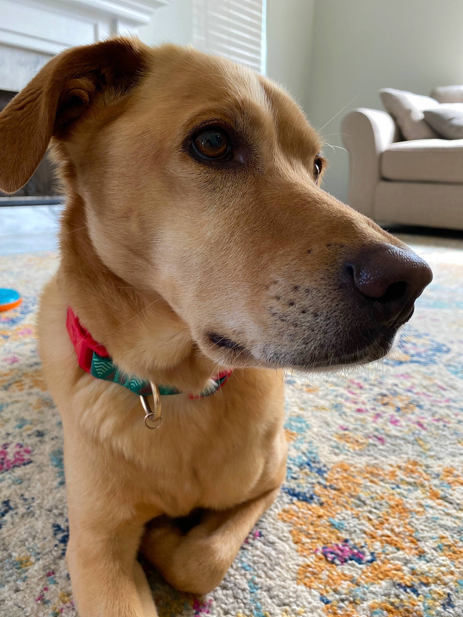 Bo is registered to the contest to win money with this photo: beagador, canidae, carnivore, companion_dog, dog, dog_breed, dog_collar, fawn, golden_retriever, labrador_retriever, mammal, nose, potcake_dog, retriever, snout, sporting_group, vertebrate, whiskers
