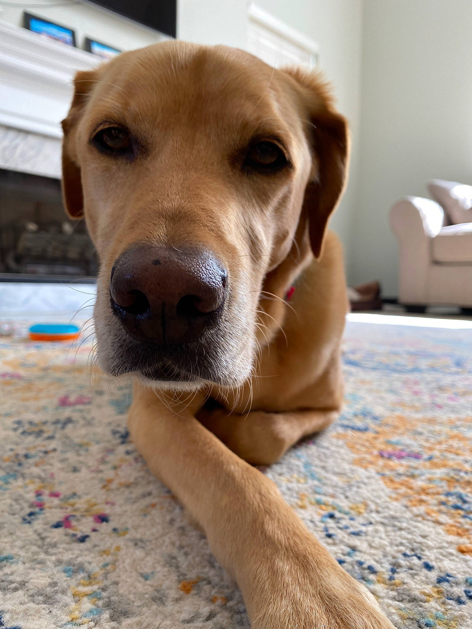 Bo joined the competition — help win amazing prizes! beagador, broholmer, canidae, carnivore, companion_dog, dog, dog_breed, fawn, floor, labrador_retriever, mammal, nose, puppy, retriever, snout, sporting_group, whiskers