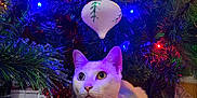 Ajax participe au concours pour gagner de l'argent avec cette photo : cat, white_cat, christmas_tree, christmas_lights, ornament, holiday_decorations, red_tree_skirt, festive, indoor, pet, animal, cute, holiday, pine_branches, decor, colorful, closeup, sitting, curious, bright