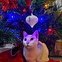 cat, white_cat, christmas_tree, christmas_lights, ornament, holiday_decorations, red_tree_skirt, festive, indoor, pet, animal, cute, holiday, pine_branches, decor, colorful, closeup, sitting, curious, bright