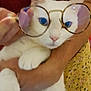 Ajax a rejoint le concours — aidez-le/la à gagner de superbes lots ! cat, white_cat, glasses, person, arm, hand, yellow_clothing, floral_pattern, indoor, couch, red_couch, pet, close_up, feline, cute, wearing_glasses, holding, domestic_animal, portrait, funny