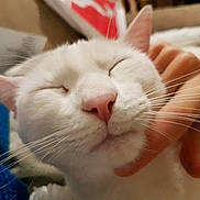 Ajax a rejoint le concours — aidez-le/la à gagner de superbes lots ! cat, white_cat, close_up, pet, animal, whiskers, pink_nose, face, fur, relaxed, happy, human_hand, scratching, indoor, domestic_animal, cute, sleepy, feline, soft, companionship