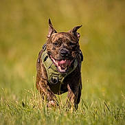 Balou participe au concours pour gagner de l'argent avec cette photo : active, animal, brindle, canine, daylight, dog, ears_up, energetic, field, grass, green_harness, happy, mammal, nature, outdoor, pet, playful, running, summer, tongue_out