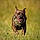 Balou