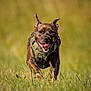 active, animal, brindle, canine, daylight, dog, ears_up, energetic, field, grass, green_harness, happy, mammal, nature, outdoor, pet, playful, running, summer, tongue_out