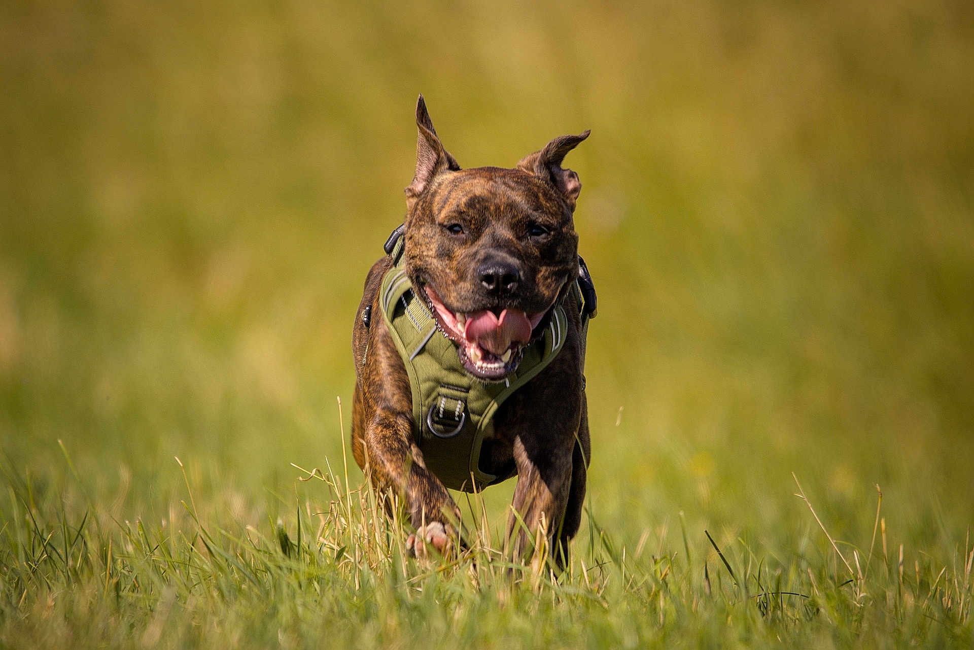 Balou