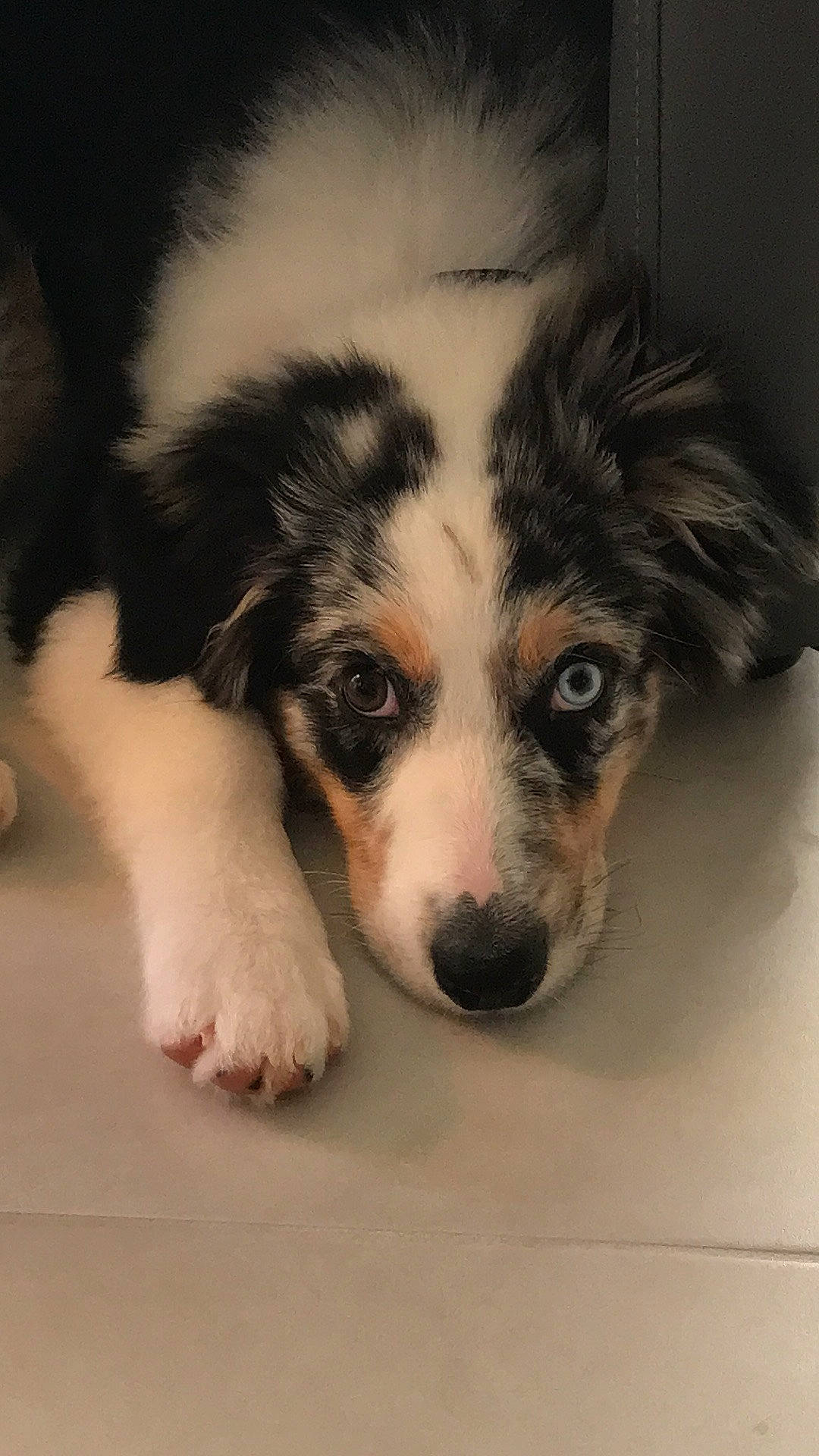 Sibelle participe au concours pour gagner de l'argent avec cette photo : bored, canidae, carnivore, companion_dog, dog, dog_breed, eye, fur, herding_dog, snout, sporting_group, terrestrial_animal, toy_dog, whiskers, working_animal, working_dog