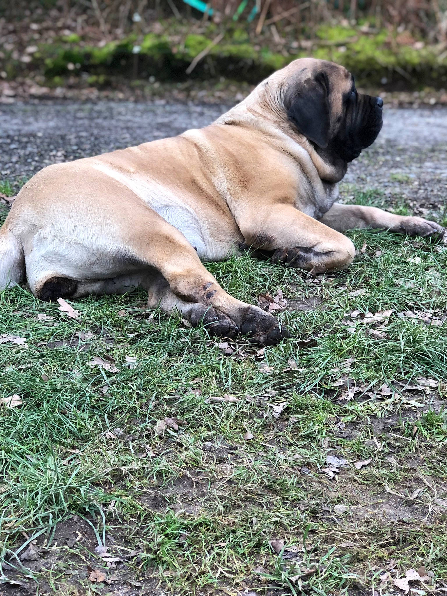 Soho a rejoint le concours — aidez-le/la à gagner de superbes lots ! bicycle, bicycle_wheel, bulldog, carnivore, companion_dog, dog, dog_breed, fawn, grass, molosser, ori_pei, plant, pug, sporting_group, terrestrial_animal, tire, wheel, whiskers, wildlife, wrinkle