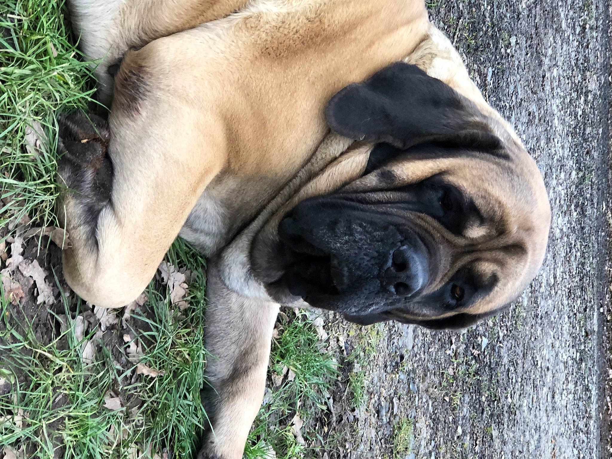 Soho a rejoint le concours — aidez-le/la à gagner de superbes lots ! ancient_dog_breeds, biting, canidae, carnivore, companion_dog, dog, dog_breed, dog_collar, fawn, grass, non_sporting_group, plant, snout, sporting_group, terrestrial_animal, whiskers, working_animal, working_dog, wrinkle