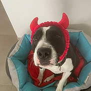 Oreo a rejoint le concours — aidez-le/la à gagner de superbes lots ! dog, pet_bed, red_headband, devil_horns, black_and_white, indoor, cozy, blanket, cute, animal, canine, looking_up, collar, floor, playful, costume, domestic_animal, fur, ears, nose