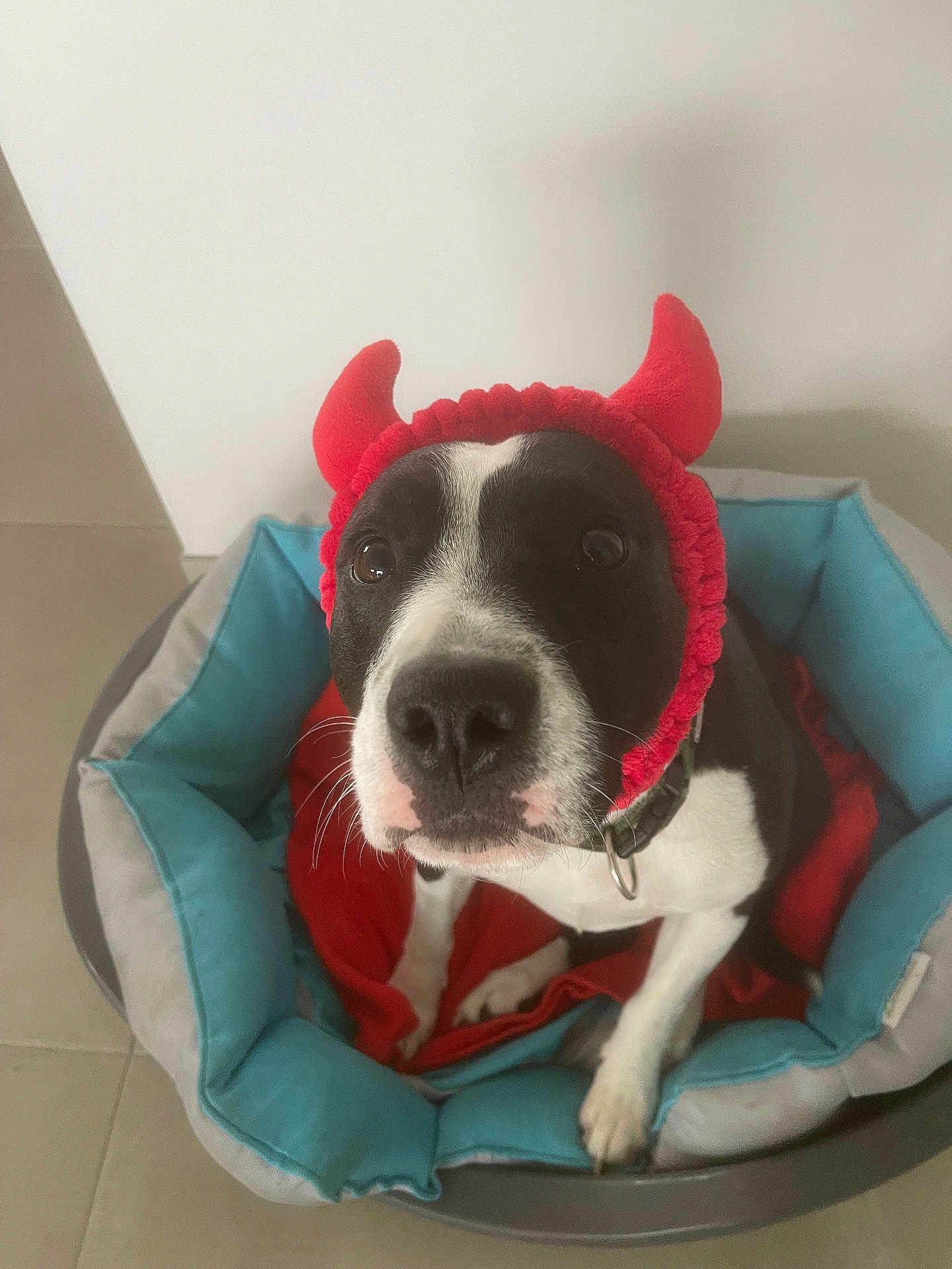 Oreo a rejoint le concours — aidez-le/la à gagner de superbes lots ! dog, pet_bed, red_headband, devil_horns, black_and_white, indoor, cozy, blanket, cute, animal, canine, looking_up, collar, floor, playful, costume, domestic_animal, fur, ears, nose