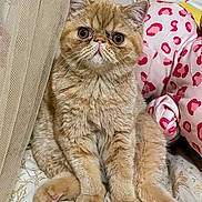 Pumpkin joined the competition — help win amazing prizes! animal, bed, cat, cozy, curtain, cute, cute_pet, domestic_cat, feline, floral_pattern, fluffy, ginger_cat, indoor, leopard_print, pet, pillow, relaxed, sitting, soft, whiskers