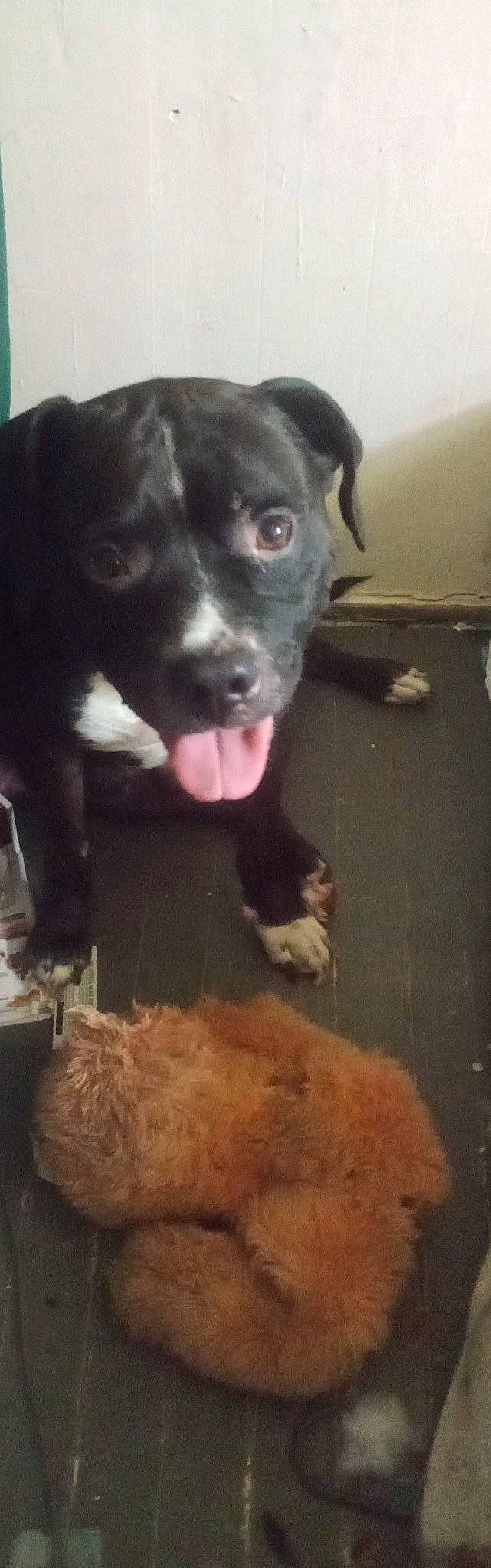 King Elvis Barksley is registered to the contest to win money with this photo: borador, canidae, carnivore, companion_dog, dog, dog_breed, fur, hunting_dog, non_sporting_group, pet_supply, sporting_group, tail, terrestrial_animal, whiskers, working_animal