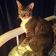 Maverick joined the competition — help win amazing prizes! cat, tabby, pet, feline, animal, bed, blanket, plaid, paws, white, fur, whiskers, ears, tail, indoor, resting, curtain, cozy, looking, domestic