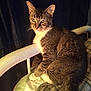 cat, tabby, pet, feline, animal, bed, blanket, plaid, paws, white, fur, whiskers, ears, tail, indoor, resting, curtain, cozy, looking, domestic