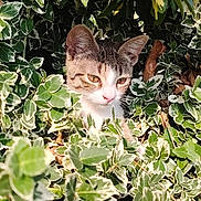 Apy a rejoint le concours — aidez-le/la à gagner de superbes lots ! kitten, cat, animal, pet, greenery, leaves, nature, outdoor, sunlight, variegated_leaves, curious, young_cat, feline, closeup, wildlife, small_animal, flora, garden, daylight, playful