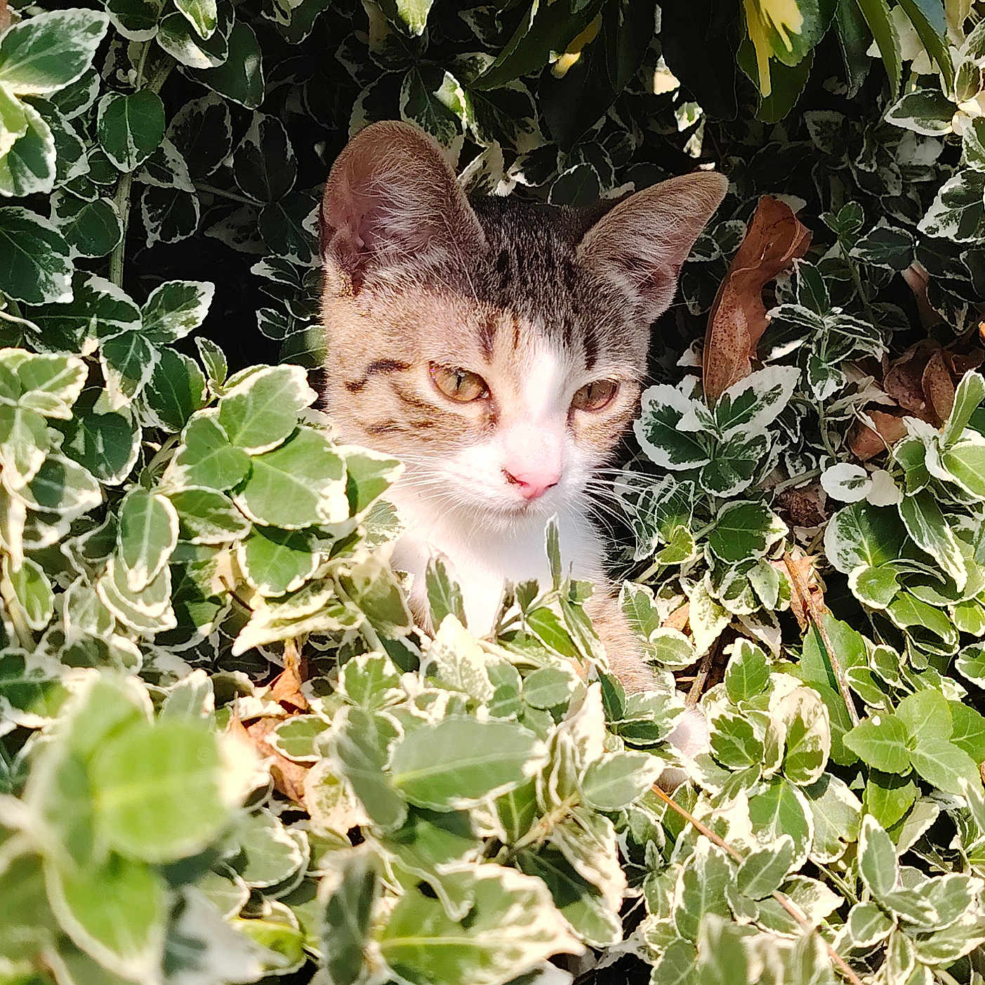 Apy a rejoint le concours — aidez-le/la à gagner de superbes lots ! animal, cat, closeup, curious, daylight, feline, flora, garden, greenery, kitten, leaves, nature, outdoor, pet, playful, small_animal, sunlight, variegated_leaves, wildlife, young_cat