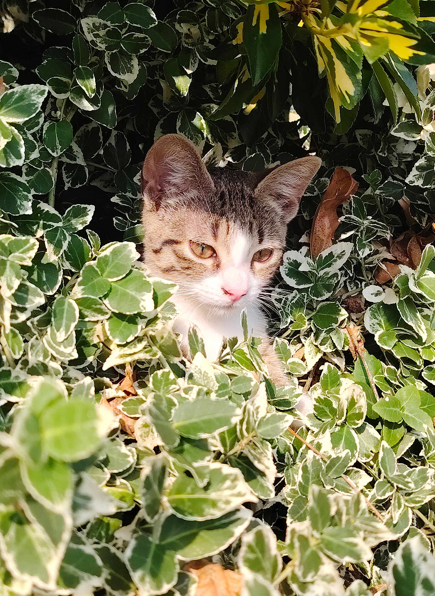 Apy a rejoint le concours — aidez-le/la à gagner de superbes lots ! kitten, cat, animal, pet, greenery, leaves, nature, outdoor, sunlight, variegated_leaves, curious, young_cat, feline, closeup, wildlife, small_animal, flora, garden, daylight, playful