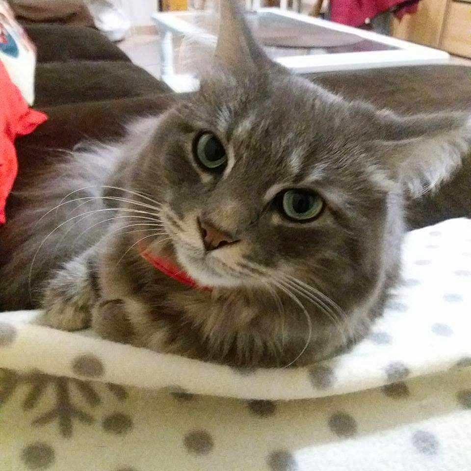 Bobinou participe au concours pour gagner de l'argent avec cette photo : animal, blanket, cat, couch, cozy, curious, domestic_cat, ears, face, fur, furniture, gray_cat, indoor, living_room, looking_at_camera, pet, polka_dot, relaxed, tabby, whiskers