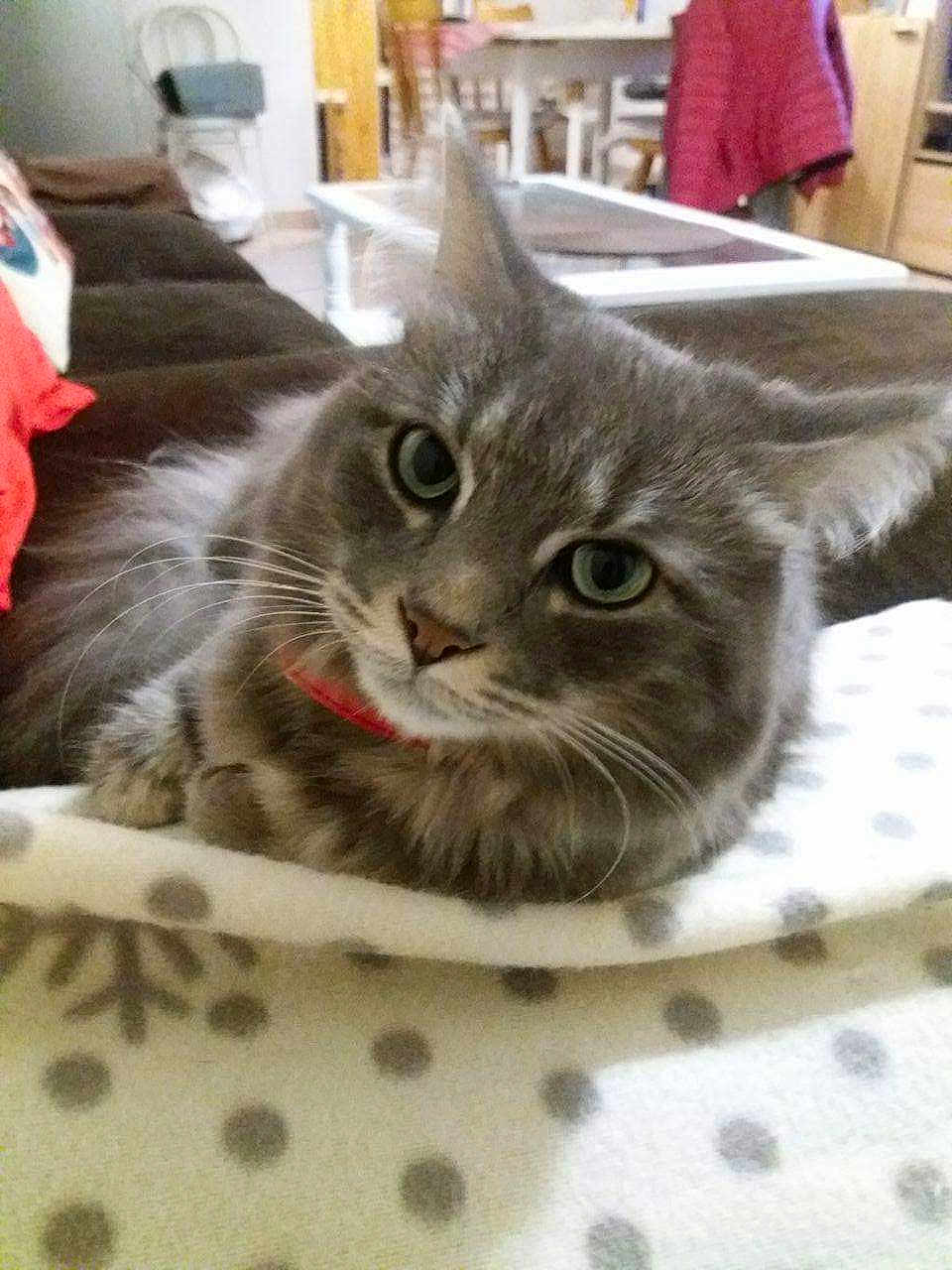 Bobinou participe au concours pour gagner de l'argent avec cette photo : cat, gray_cat, tabby, pet, indoor, blanket, polka_dot, couch, living_room, furniture, curious, looking_at_camera, whiskers, ears, face, cozy, domestic_cat, relaxed, animal, fur