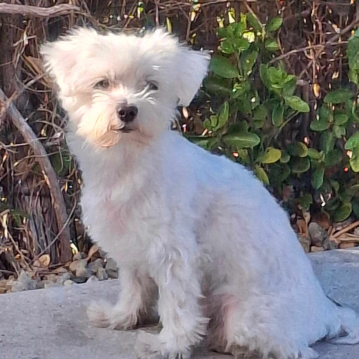 Pantoufle participe au concours pour gagner de l'argent avec cette photo : dog, white_dog, fluffy, small_dog, pet, canine, sitting, outdoors, garden, greenery, plants, hedge, foliage, pavement, portrait, animal, fur, long_hair, cute, natural_light
