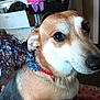 Dottie is registered to the contest to win money with this photo: dog, pet, close_up, collar, tinsel, decorations, brown_fur, white_fur, indoors, room, drawer, furniture, blanket, expression, cute, animal, canine, companion, household, portrait