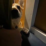 Dottie is registered to the contest to win money with this photo: dog, paw, curtain, indoor, closeup, peeking, nose, ear, wall, shadow, furniture, wood, hand, dark, light, pet, animal, cute, mystery, expression