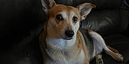 Dottie is registered to the contest to win money with this photo: dog, pet, indoor, leather_couch, brown_fur, white_fur, relaxed, animal, canine, ears, paw, resting, home, furniture, companion, looking, cute, mammal, domestic_animal, calm