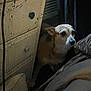 dog, furniture, dresser, paint_splatter, bed, blanket, indoor, dim_light, pet, animal, curious, cautious, wood, knobs, room, shadow, corner, knob, resting, peek