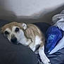 dog, bed, pillow, blanket, indoor, resting, sleepy, canine, fur, animal, relaxed, comfort, household, laying, pet, domestic, cozy, soft, warm, quiet