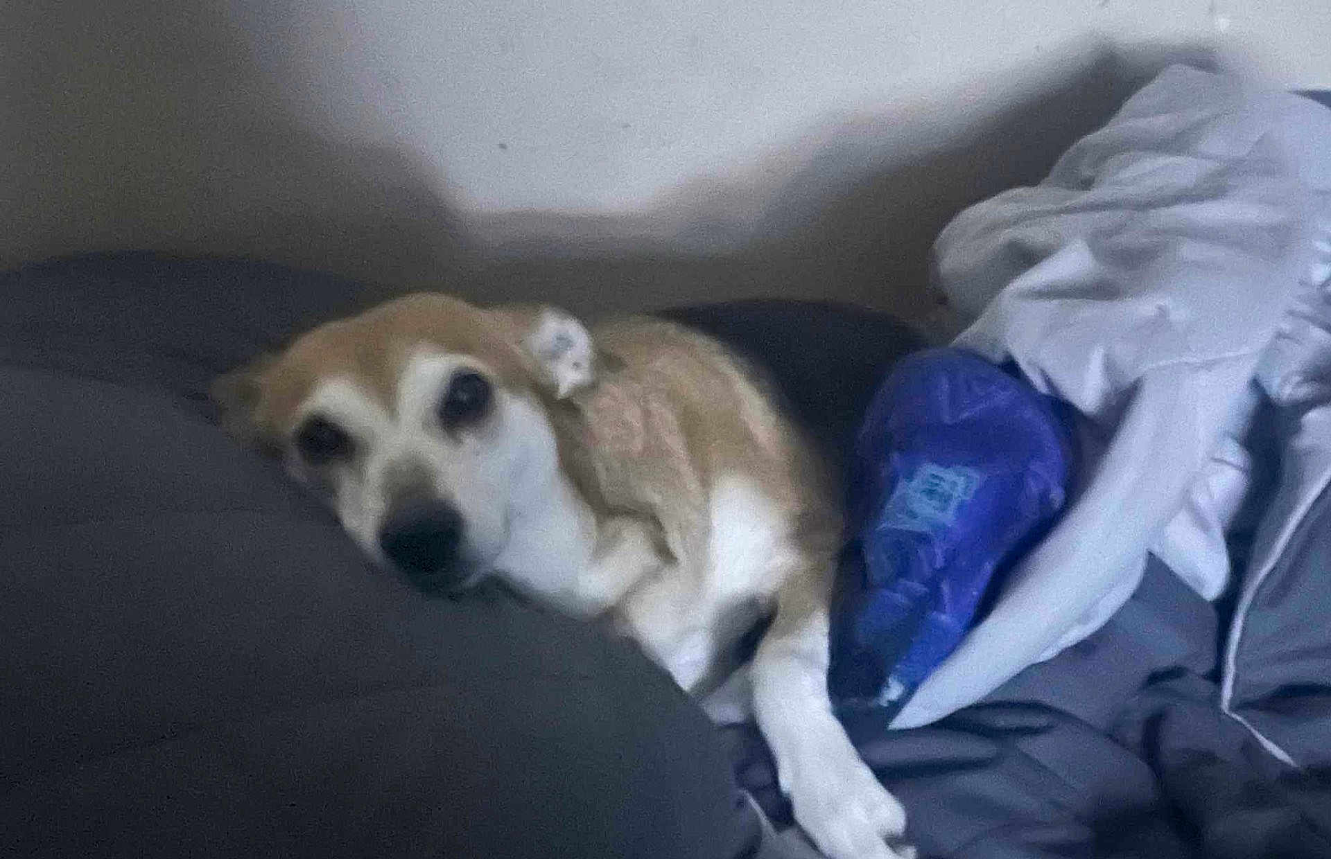 Dottie is registered to the contest to win money with this photo: dog, bed, pillow, blanket, indoor, resting, sleepy, canine, fur, animal, relaxed, comfort, household, laying, pet, domestic, cozy, soft, warm, quiet