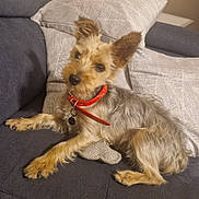 Benjy participe au concours pour gagner de l'argent avec cette photo : dog, pet, couch, pillow, red_collar, fur, animal, indoor, relaxed, small_dog, mammal, home, cute, lying_down, cozy, companion, domestic_animal, furniture, resting, alert