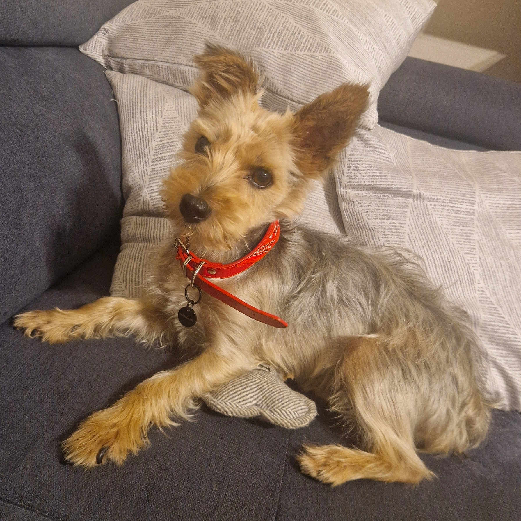 Benjy participe au concours pour gagner de l'argent avec cette photo : dog, pet, couch, pillow, red_collar, fur, animal, indoor, relaxed, small_dog, mammal, home, cute, lying_down, cozy, companion, domestic_animal, furniture, resting, alert