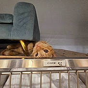 Sunny joined the competition — help win amazing prizes! cage, cat, cozy, curious, cushion, eyes, face, furniture, indoor, label, metal_bar, orange_cat, paws, peekaboo, pet, playful, shelter, sofa, upside_down, whiskers