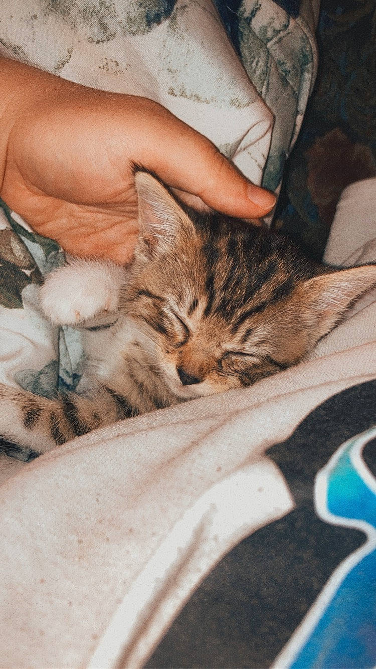 Rudy joined the competition — help win amazing prizes! bracelet, carnivore, cat, claw, comfort, domestic_short_haired_cat, fawn, felidae, fur, gesture, human_leg, nail, nap, pattern, paw, small_to_medium_sized_cats, terrestrial_animal, textile, whiskers, wildlife