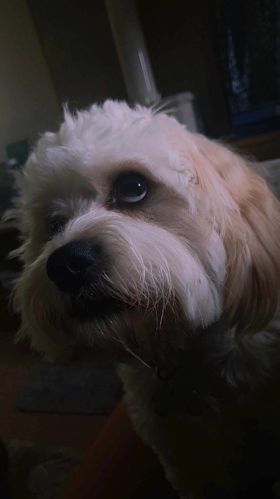 Cody joined the competition — help win amazing prizes! dog, close_up, indoor, fluffy, white, pet, animal, portrait, cute, fur, canine, face, looking_away, whiskers, nose, dim_light, cozy, companion, domestic, mammal