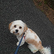 Cody is registered to the contest to win money with this photo: dog, leash, outdoor, asphalt, curly_tail, white_fur, tan_fur, pet, walking, cute, canine, pavement, grass, sidewalk, nature, small_dog, fur, animal, companion, looking_up
