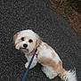 dog, leash, outdoor, asphalt, curly_tail, white_fur, tan_fur, pet, walking, cute, canine, pavement, grass, sidewalk, nature, small_dog, fur, animal, companion, looking_up