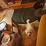 blanket, bowl, can, carpet, cozy, curious, dog, floor, home_interior, living_room, pet, remote_control, rug, small_dog, spoon, table, teddy_bear_pattern, warm_lighting, white_dog, wooden_furniture