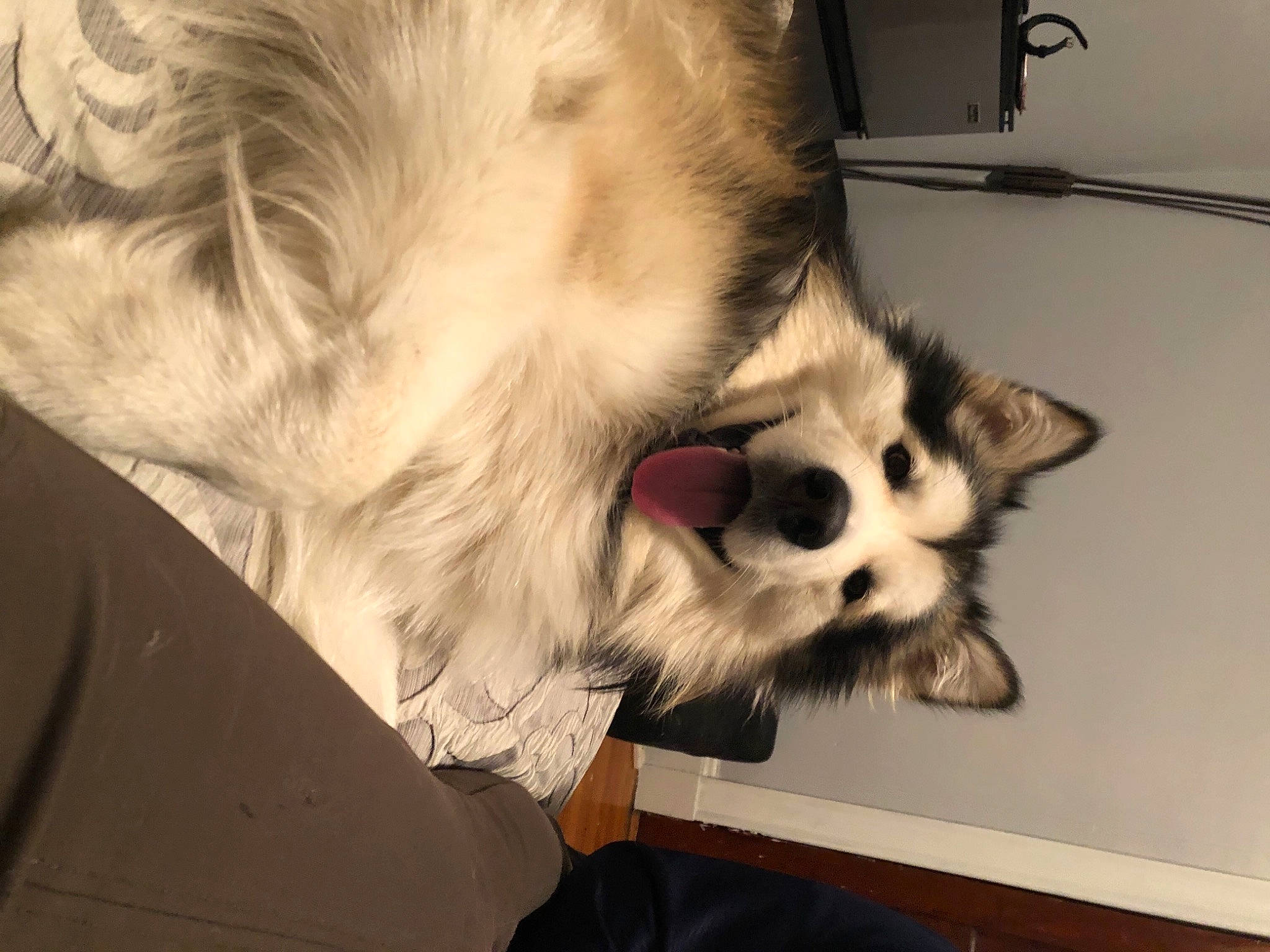 Chai joined the competition — help win amazing prizes! canidae, carnivore, claw, comfort, companion_dog, dog, dog_breed, dog_supply, fawn, felidae, fur, non_sporting_group, paw, small_to_medium_sized_cats, snout, sporting_group, tail, toy_dog, whiskers, working_animal