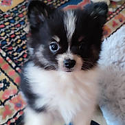 Brutus participe au concours pour gagner de l'argent avec cette photo : puppy, dog, black_and_white, fluffy, indoor, carpet, patterned_rug, toy, curious, pet, animal, kneeling, human_leg, jeans, cozy, cute, small_dog, companion, floor, playful