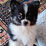 puppy, dog, black_and_white, fluffy, indoor, carpet, patterned_rug, toy, curious, pet, animal, kneeling, human_leg, jeans, cozy, cute, small_dog, companion, floor, playful
