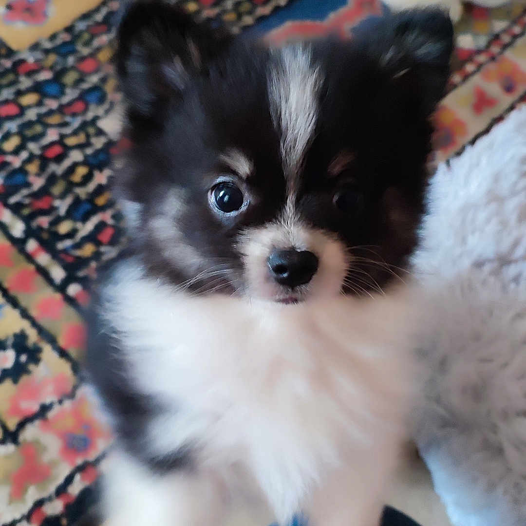 Brutus participe au concours pour gagner de l'argent avec cette photo : puppy, dog, black_and_white, fluffy, indoor, carpet, patterned_rug, toy, curious, pet, animal, kneeling, human_leg, jeans, cozy, cute, small_dog, companion, floor, playful