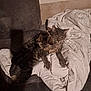 cat, cats, feline, pet, indoor, blanket, couch, snuggling, cozy, fur, resting, domestic_animal, animal, mammal, two_animals, warm, comfort, sleepy, tabby, gray_cat