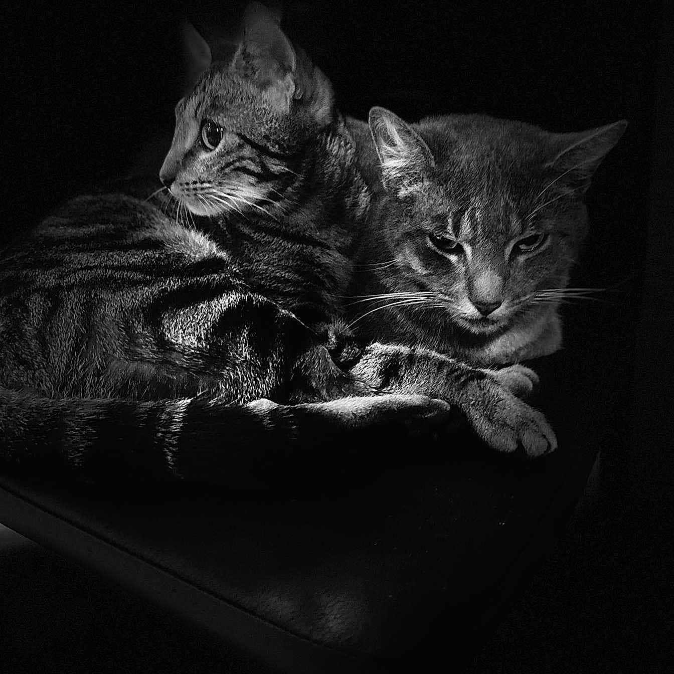 Ziggy Et Taya a rejoint le concours — aidez-le/la à gagner de superbes lots ! animal, black_and_white, cat, closeup, companion, contrast, cozy, dark_background, domestic_animal, ears, eyes, feline, fur, lying_down, pet, portrait, resting, shadow, tabby_cat, whiskers