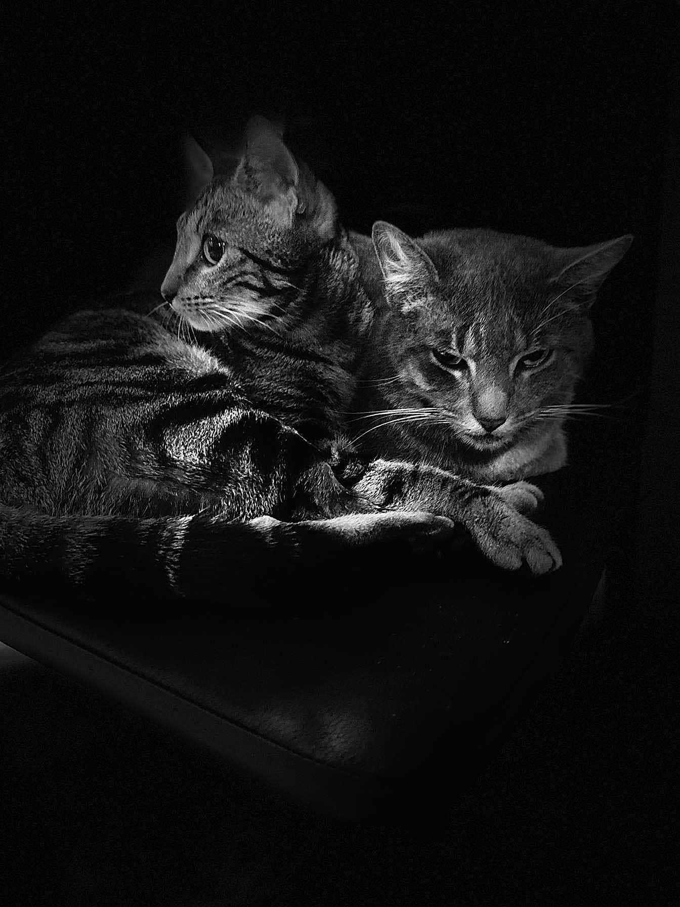 Ziggy Et Taya