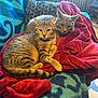 cat, tabby_cat, animal, pet, feline, cozy, blanket, couch, indoor, resting, snuggling, fur, striped, relaxed, looking, warm_lighting, wooden_chair, home, comfort, two_cats