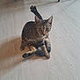 cat, tabby_cat, indoor, wooden_floor, raised_leg, curious, pet, animal, feline, sitting, floor, furniture, chair_legs, looking_at_camera, wide_eyes, domestic_animal, playful, brown, black_stripes, whiskers