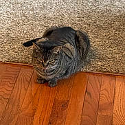 Waddles joined the competition — help win amazing prizes! tabby_cat, cat, pet, animal, indoor, carpet, wooden_floor, flooring, fur, whiskers, ears, paws, sitting, looking, domestic, feline, striped, cute, relaxed, home