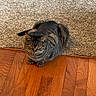 tabby_cat, cat, pet, animal, indoor, carpet, wooden_floor, flooring, fur, whiskers, ears, paws, sitting, looking, domestic, feline, striped, cute, relaxed, home